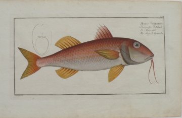 LVII (Mullet) ...der Fische... Berlin, 1785-1797