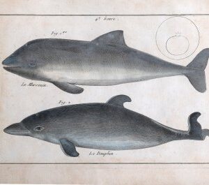 Bonneterre and Panckouke (Dolphin). Tableau Encyclopedique - Cetologie. Paris 1788