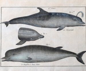 Bonneterre and Panckouke (Dolphins). Tableau Encyclopedique - Cetologie. Paris 1788