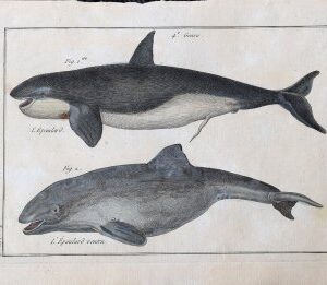 Bonneterre and Panckouke (Orca Whale). Tableau Encyclopedique - Cetologie. Paris 1788