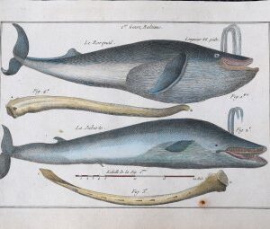 Bonneterre and Panckouke (Rorqual Whale). Tableau Encyclopedique - Cetologie. Paris 1788