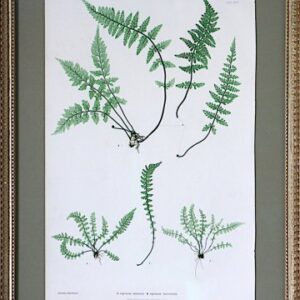 Ferns