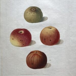 (Apples) Plate IV, Pomona Britannica, London 1817.