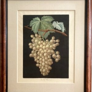 (Grapes White) Pomona Britannica., London, Printed by the Author by T. Bensley, [1804]-1812.