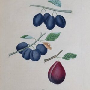 (Prune, Plums) Plate 15, Pomona Britannica, London 1817.