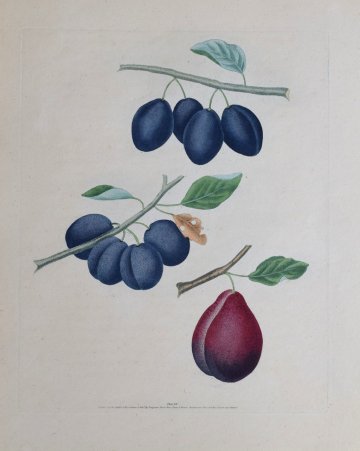 (Prune, Plums) Plate 15, Pomona Britannica, London 1817.