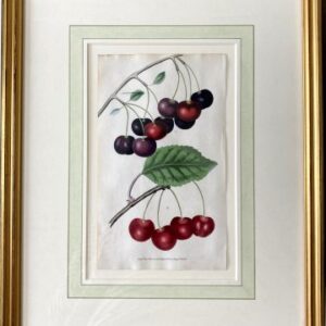 After George Brookshaw (The Cherry) London, Sherwood, Neely & Jones, May 1, 1822. Framed