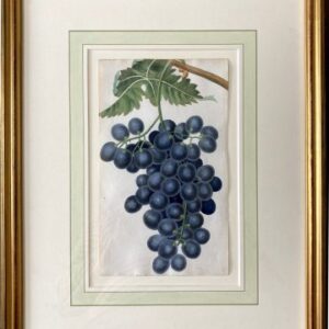 After George Brookshaw (The Grape) London, Sherwood, Neely & Jones, May 1, 1822. Framed