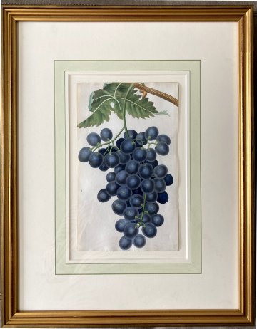 After George Brookshaw (The Grape) London, Sherwood, Neely & Jones, May 1, 1822. Framed