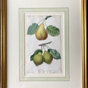 After George Brookshaw (Pears – Rousselet de Rheims) London, Sherwood, Neely & Jones, May 1, 1822. Framed