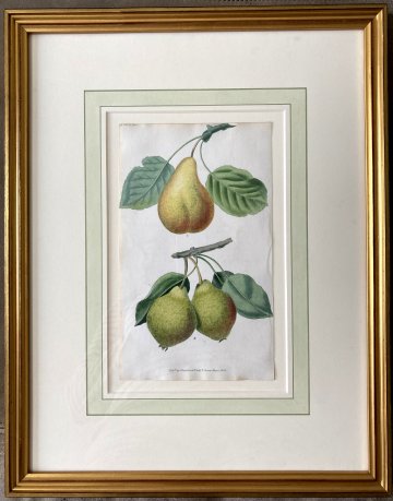 After George Brookshaw (Pears – Rousselet de Rheims) London, Sherwood, Neely & Jones, May 1, 1822. Framed