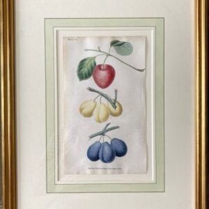 After George Brookshaw (The Plum – Plate 73) London, Sherwood, Neely & Jones, May 1, 1822. Framed
