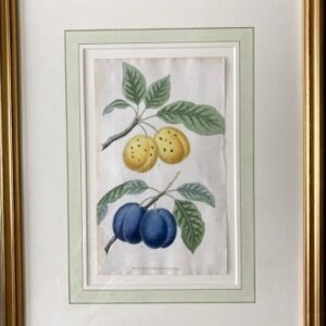 After George Brookshaw (The Plum - Plate 64) London, Sherwood, Neely & Jones, May 1, 1822. Framed