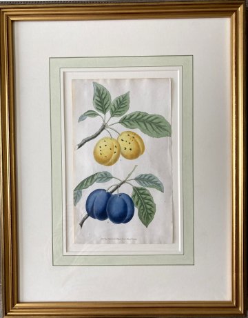 After George Brookshaw (The Plum - Plate 64) London, Sherwood, Neely & Jones, May 1, 1822. Framed
