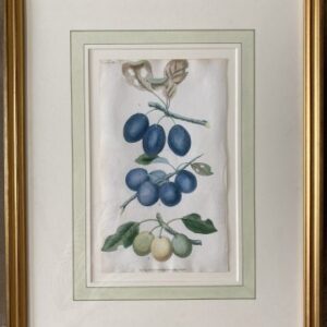 After George Brookshaw (The Plum) London, Sherwood, Neely & Jones, May 1, 1822. Framed