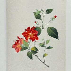 Anon. (Chinese Rose) In: Dessins Originaux Chinois, Canton c. 1800. Framed
