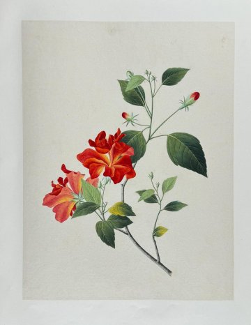 Anon. (Chinese Rose) In: Dessins Originaux Chinois, Canton c. 1800. Framed
