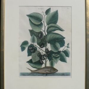 Pl. 2.24 (Pilchard Fish) The History of Carolina... London, 1754