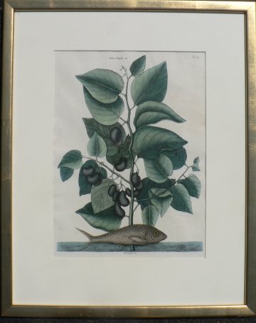 Pl. 2.24 (Pilchard Fish) The History of Carolina... London, 1754