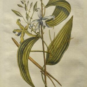 (Vanilla Plant) Plate 7. The Natural History of Carolina, Florida and the Bahama Islands. London 1754