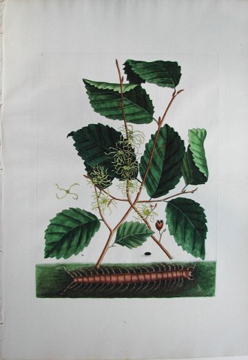Pl. 2.2 (Centipede and Witchhazel) London, 1771
