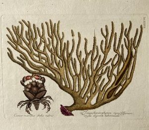 Mark Catesby (Sponge crab, sea fan coral) A Natural History… London, 1754. Framed