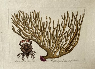 Mark Catesby (Sponge crab, sea fan coral) A Natural History… London, 1754. Framed