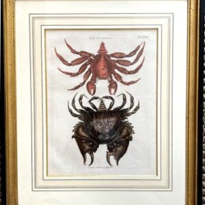 (Red Crab, Rough Shell Crab) The Natural History of Carolina, Florida and the Bahama Islands. London 1754. Framed