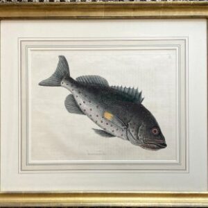(Rockfish) The Natural History of Carolina, Florida and the Bahama Islands. London 1754. Framed