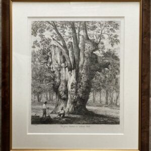 Jacob Strutt (Chestnut Tree) Sylva Britannica; London: [1822] – 1826. Framed