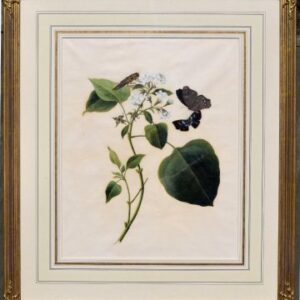 Pair of folio size Anglo-Chinese botanical watercolors. (White Flower) Early 19th century. Archivally framed. Showing one of a pair