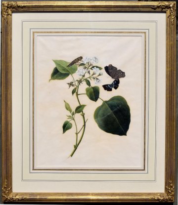 Pair of folio size Anglo-Chinese botanical watercolors. (White Flower) Early 19th century. Archivally framed. Showing one of a pair