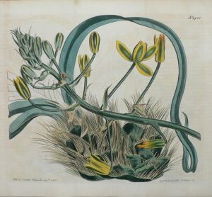 1481 (Albuca) the Botanical Magazine. London, 1812.
