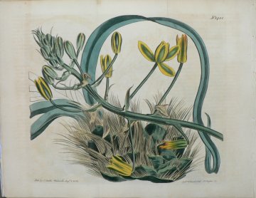 1481 (Albuca) the Botanical Magazine. London, 1812.