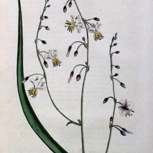 1421 (Arthropodium) The Botanical Magazine. London, 1812.
