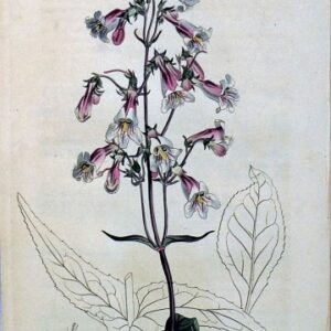 1425 (Pentestemon) The Botanical Magazine. London, 1812.