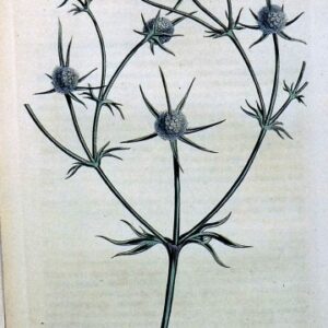 1427 (Eryngium) The Botanical Magazine. London, 1812.