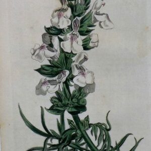 1429 (Salvia) The Botanical Magaine. London, 1812. $110.00