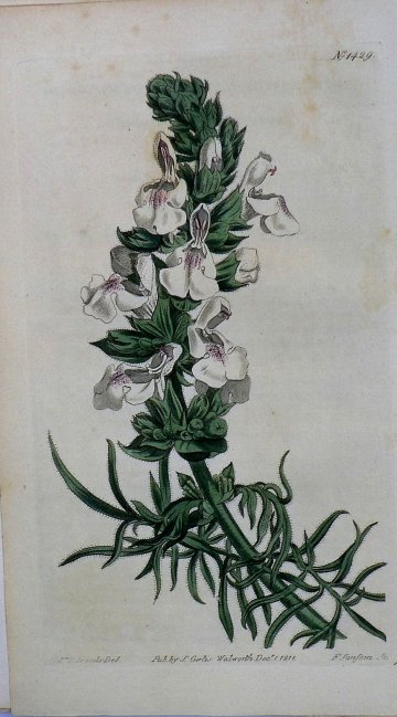 1429 (Salvia) The Botanical Magaine. London, 1812. $110.00