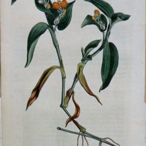 1431 (Commelina) The Botanical Magazine. London, 1812.