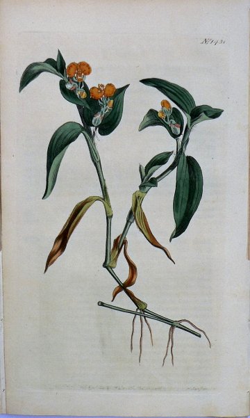 1431 (Commelina) The Botanical Magazine. London, 1812.