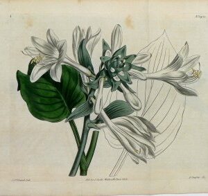 1433 (Day Lily of Japan) The Botanical Magazine. London, 1812.