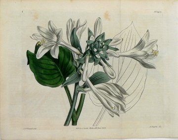 1433 (Day Lily of Japan) The Botanical Magazine. London, 1812.