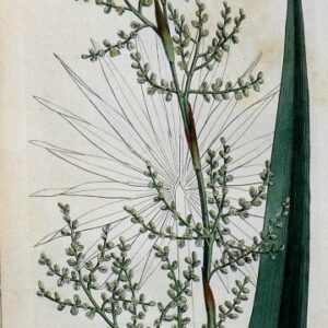 1434 (Swamp Palmetto) The Botanical Magazine. London, 1812.