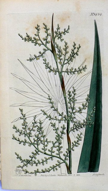 1434 (Swamp Palmetto) The Botanical Magazine. London, 1812.