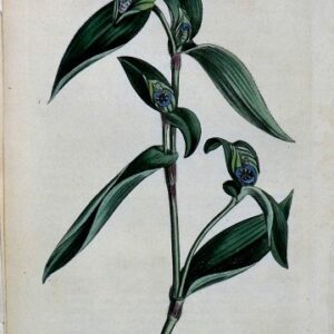 1436 (Spiderwort) The Botanical Magazine. London, 1812.