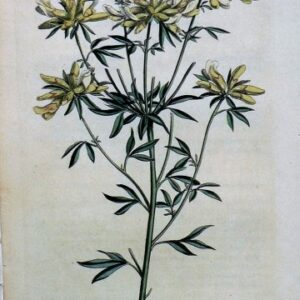 1438 (Cytisus) The Botanical Magazine. London, 1812.