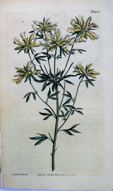 1438 (Cytisus) The Botanical Magazine. London, 1812.