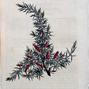 1439 (Astoloma) The Botanical Magazine. London, 1812.