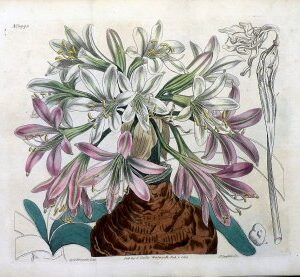 1443 (Brunsfigia) The Botanical Magazine. London, 1812.